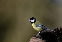 David Plant Photography - Wildlife Photographer - Great tit - I